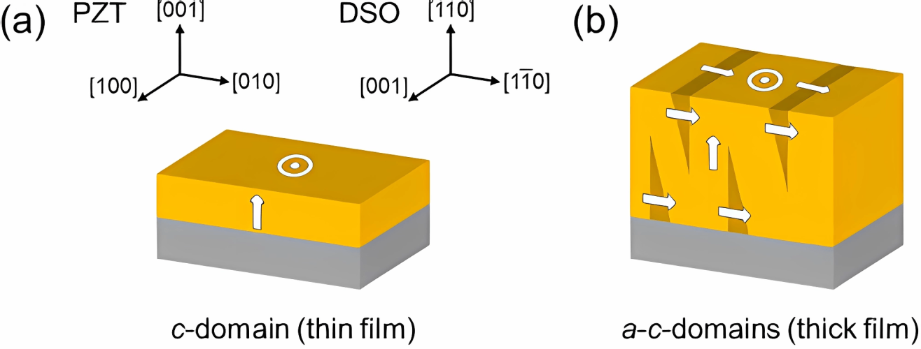 Domain distributions in tetragonal ferroelectric thin films probed by optical second harmonic generation