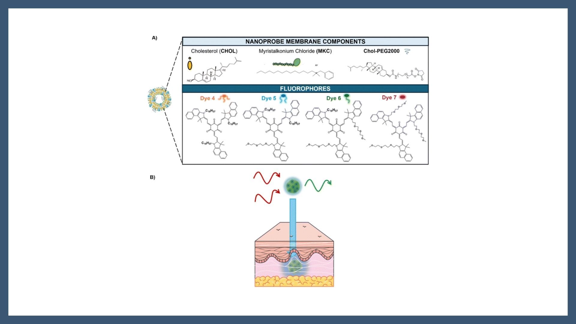 Stable ultrabright nanoprobes for two-photon excitation microscopy based on octupolar merocyanine-loaded nanovesicles