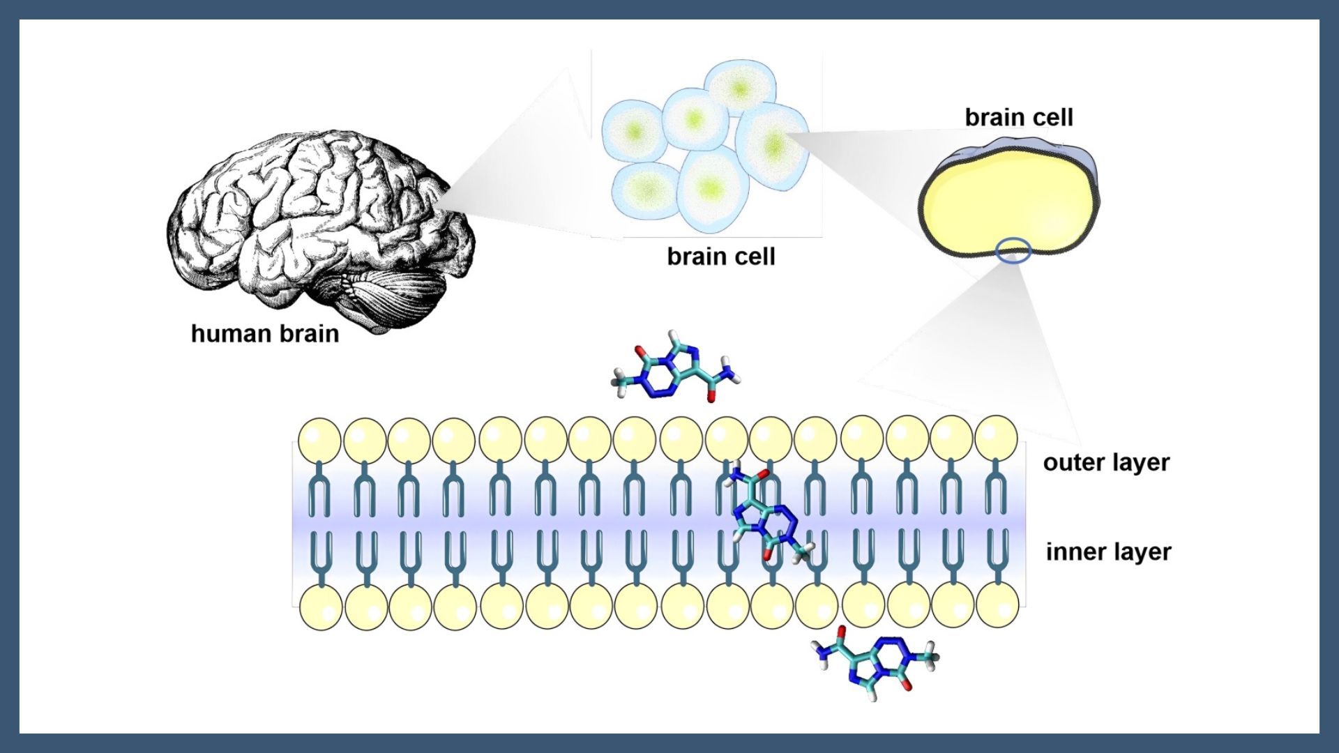 Influence of local ordering in the permeation of Temozolomide through the brain plasmatic membrane