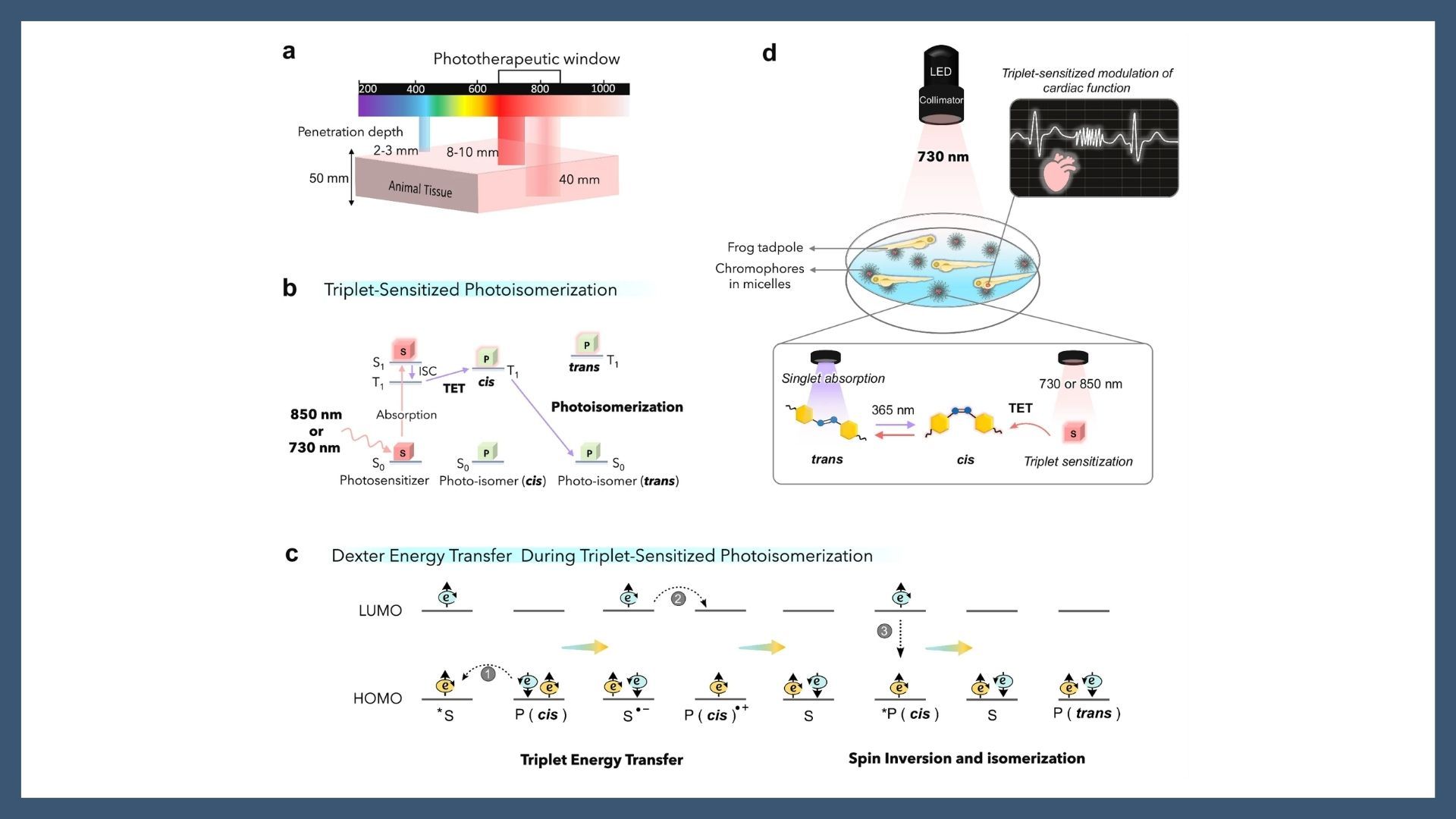 Noninvasive cardiac modulation via triplet-sensitized photoswitching in the phototherapeutic window