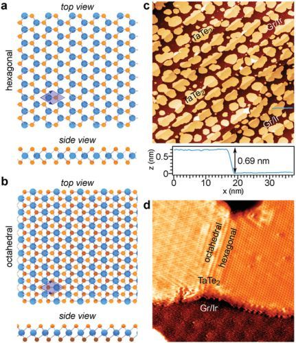 Metastable Polymorphic Phases in Monolayer TaTe2
