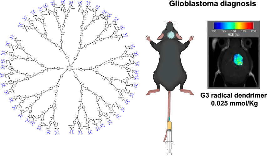 Metal-Free Radical Dendrimers as MRI Contrast Agents for Glioblastoma Diagnosis: Ex Vivo and In Vivo Approaches