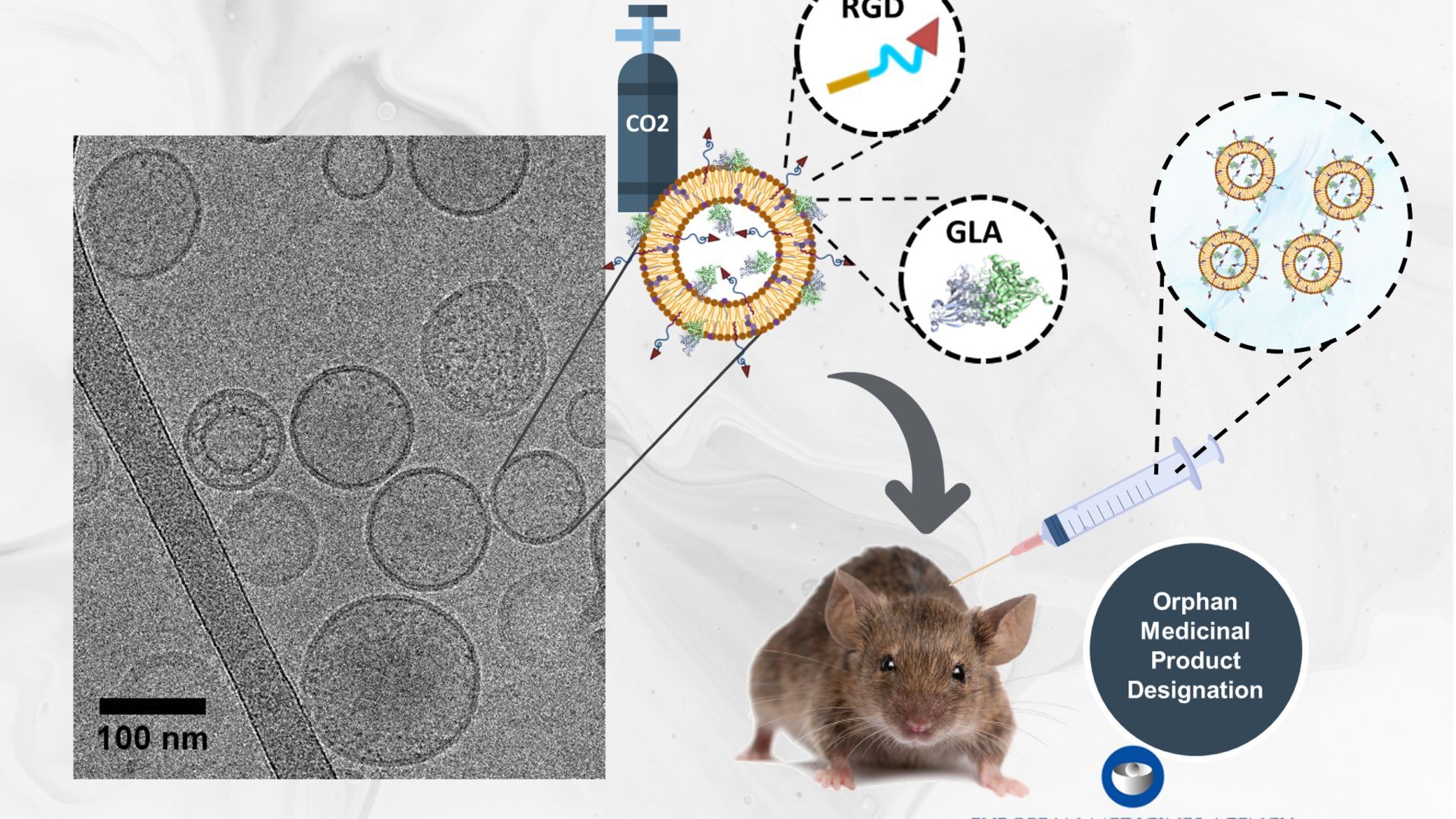 Representation of the new nanoGLA therapy, showing its composition and structure by cryo-microscopy imaging. NanoGLA has been injected into mice and has been labelled Orphan Medicinal Product Designation.