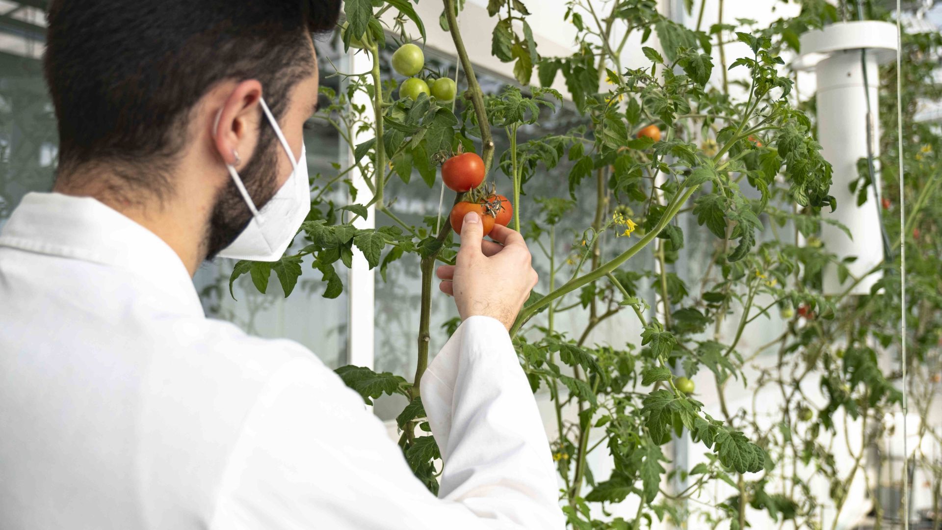 Álvaro Luis Jiménez, CRAG PhD researcher, working with tomato plants at CRAG greenhouse | CRAG