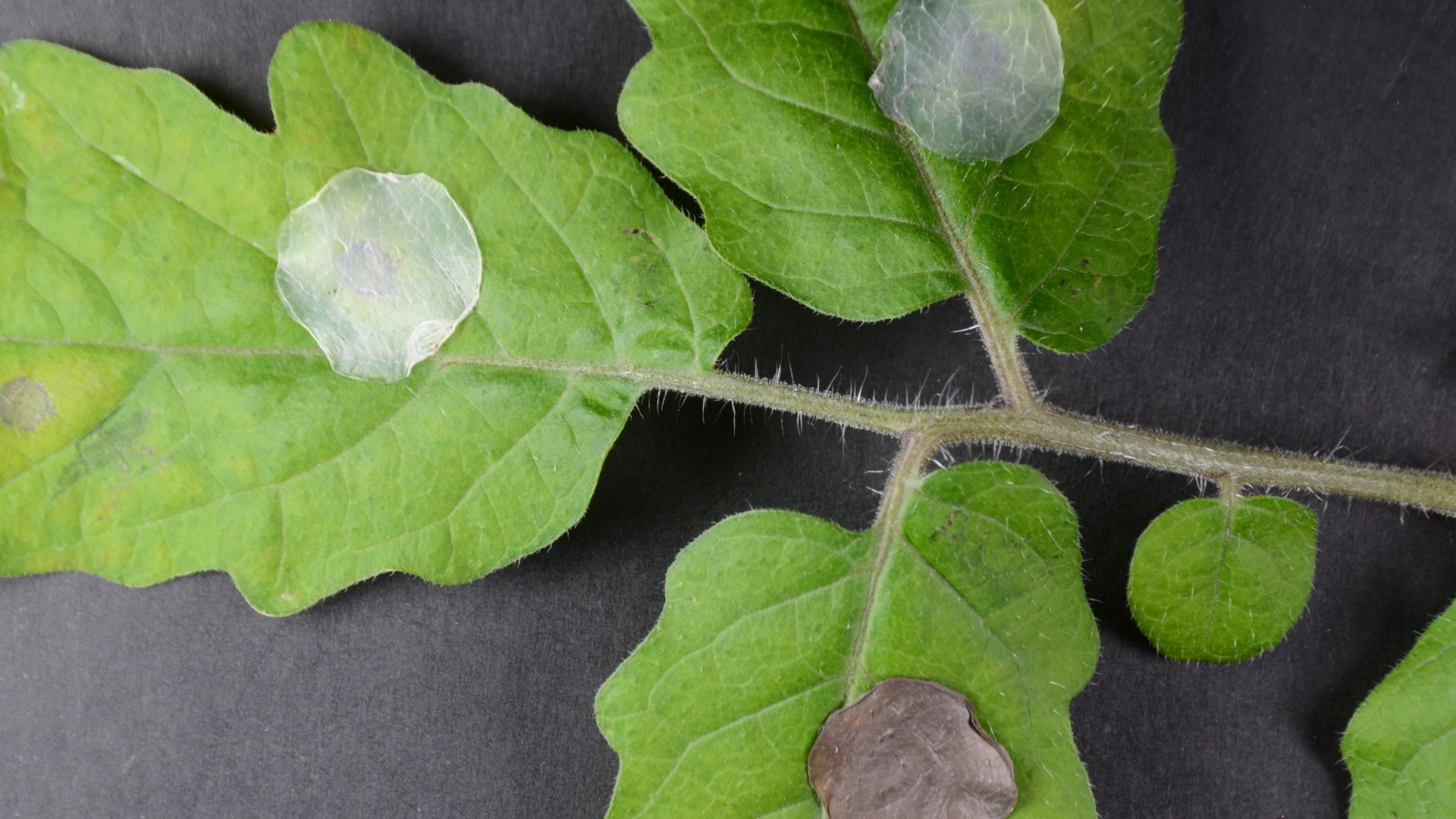 Tomato plant leaves covered with bacterial cellulose (left), plant cellulose (top) and the silver nanoparticles-bacterial cellulose hybrid patch (bottom) at the site of infection with the bacterial pathogen Pseudomonas syringae pv tomato, causing agent of bacterial speck.
