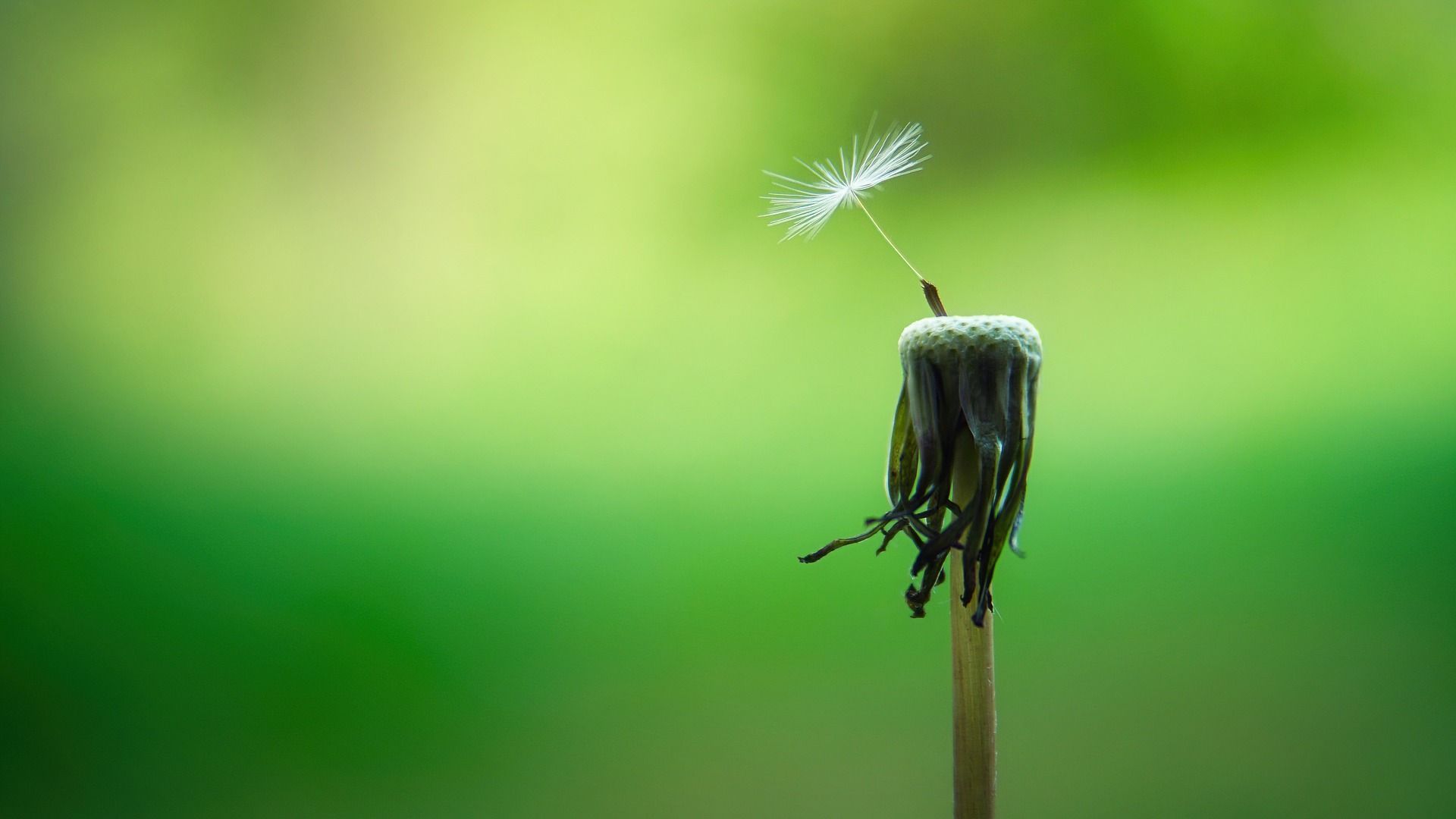Seed | Image by Joe en Pixabay