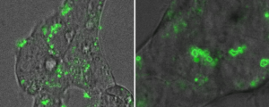 Cell penetrability of DNA-grafted quatsomes