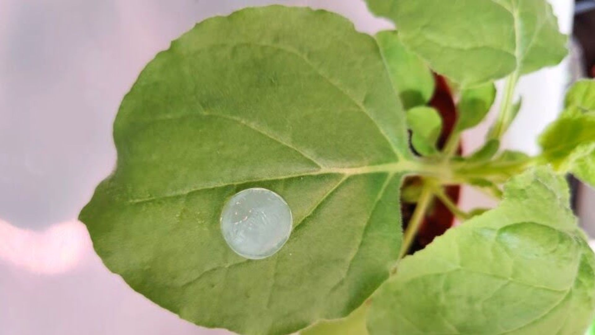 BC patch on a Nicotiana benthamiana leaf | Credit: CRAG